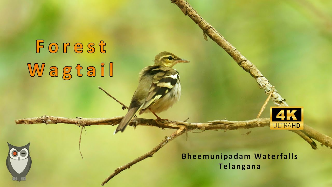 Forest Wagtail | Bheemunipadam Waterfalls | #SriramWildlifePhotographer #ForestWagtail | 4K