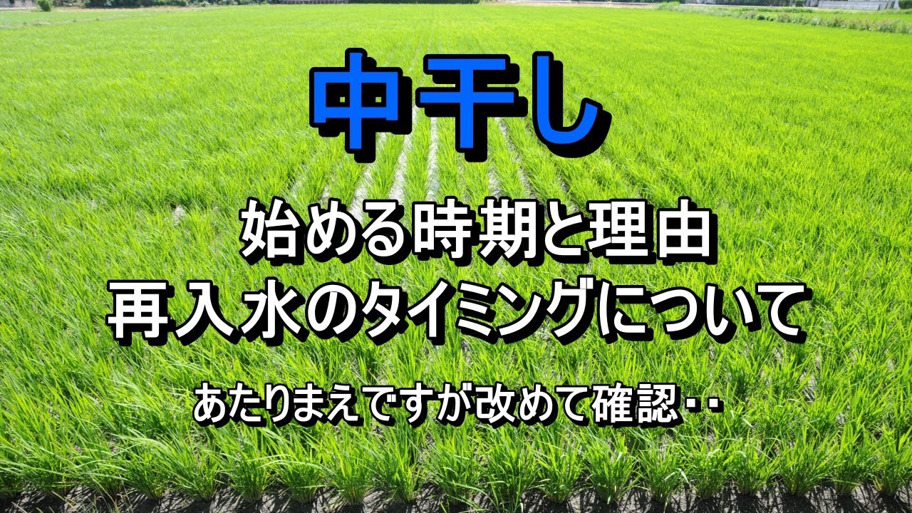 中干しを始める時期と理由・再入水するタイミングについて・・あたりまえですが改めて確認！