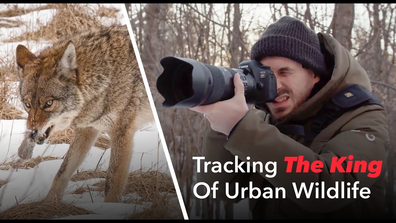 Edge Of Frame: Tracking Coyotes In Urban Settings (Season 1, Episode 1)