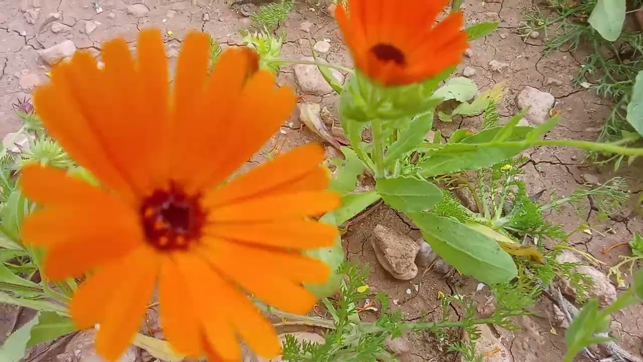 سبحان الله عظيم الشأن 