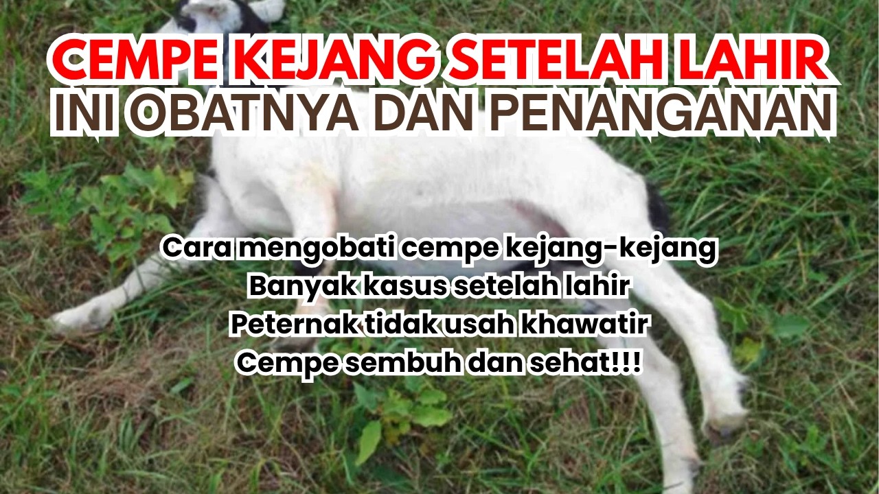 Cempe Baru Lahir Kejang-kejang, Cara Mengobati Penyakit Tetanus Pada Cempe