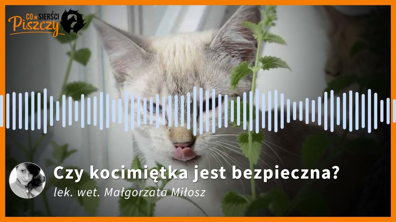 Czy kocimiętka jest bezpieczna dla kota? |  | Lek. wet. Małgorzata Miłosz