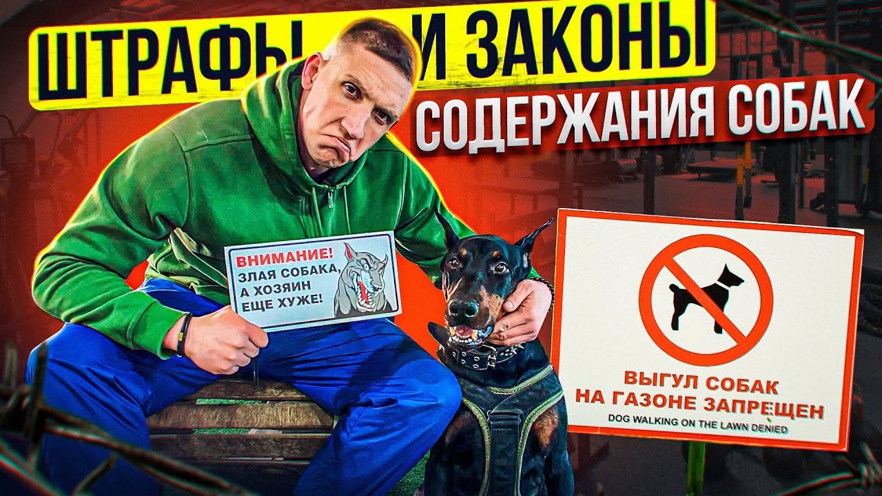 Штрафы за собаку | выгул | бродячие собаки