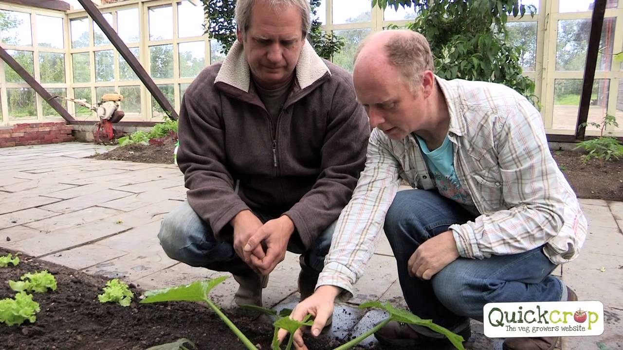 Grow Your Own Courgettes With Quickcrop