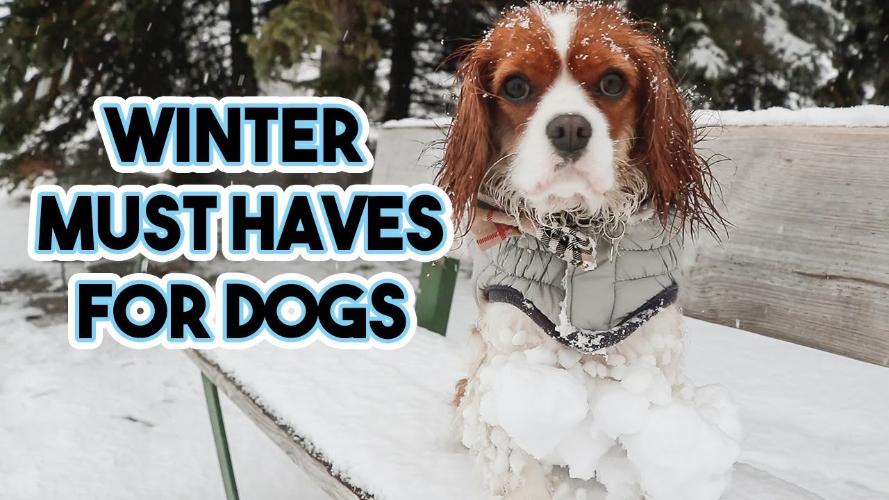 WHY DOGS NEED WINTER BOOTS // Keep your dog dry and safe this winter // Vessi shoes giveaway