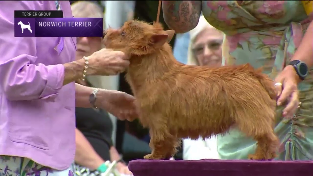 Norwich Terriers |  Breed Judging 2022