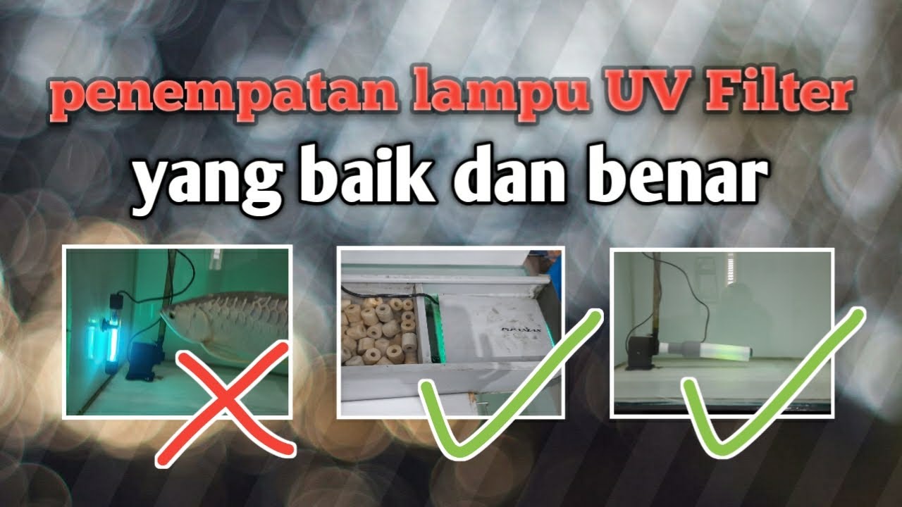 Cara memasang lampu UV filter pada aquarium arowana (uv-c)