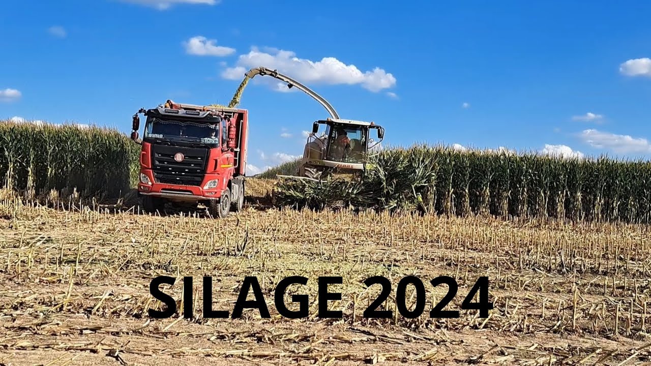 BIG SILAGE 2024. CLAAS JAGUAR 940. TATRA PHOENIX EURO 6.#fendtvario #tatra #claas