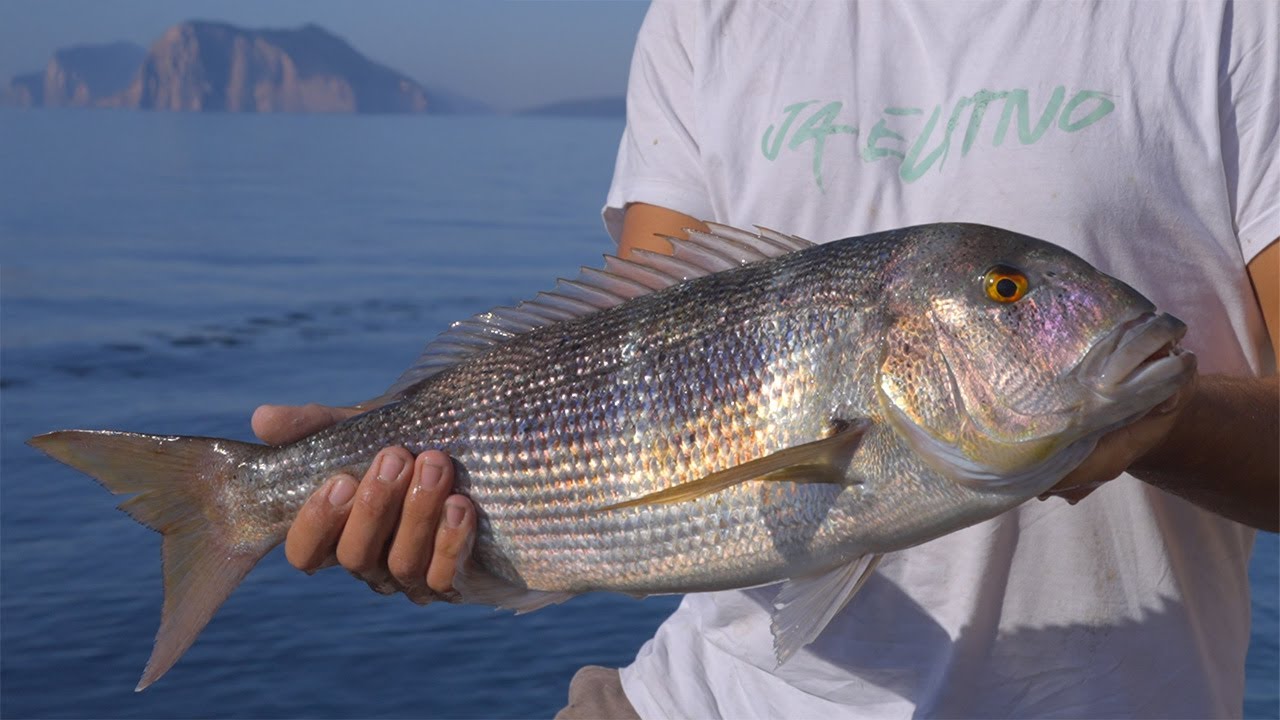 Pursuing the Adriatic King-Dentex: Lov na jadranskega zobatca
