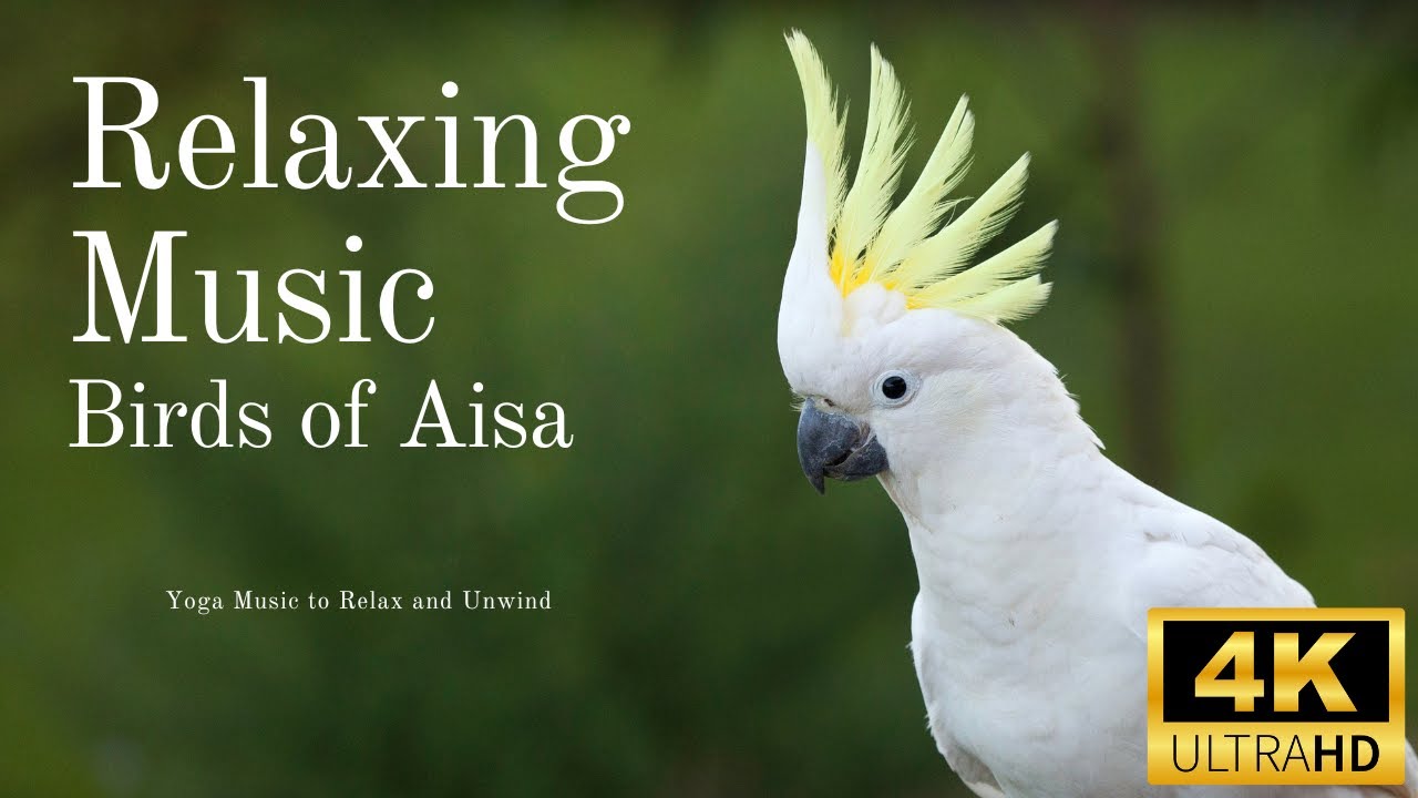 Beautiful Birds of Asia: Serene Nature & Mindfulness Video with Relaxing Music 🦜🌿