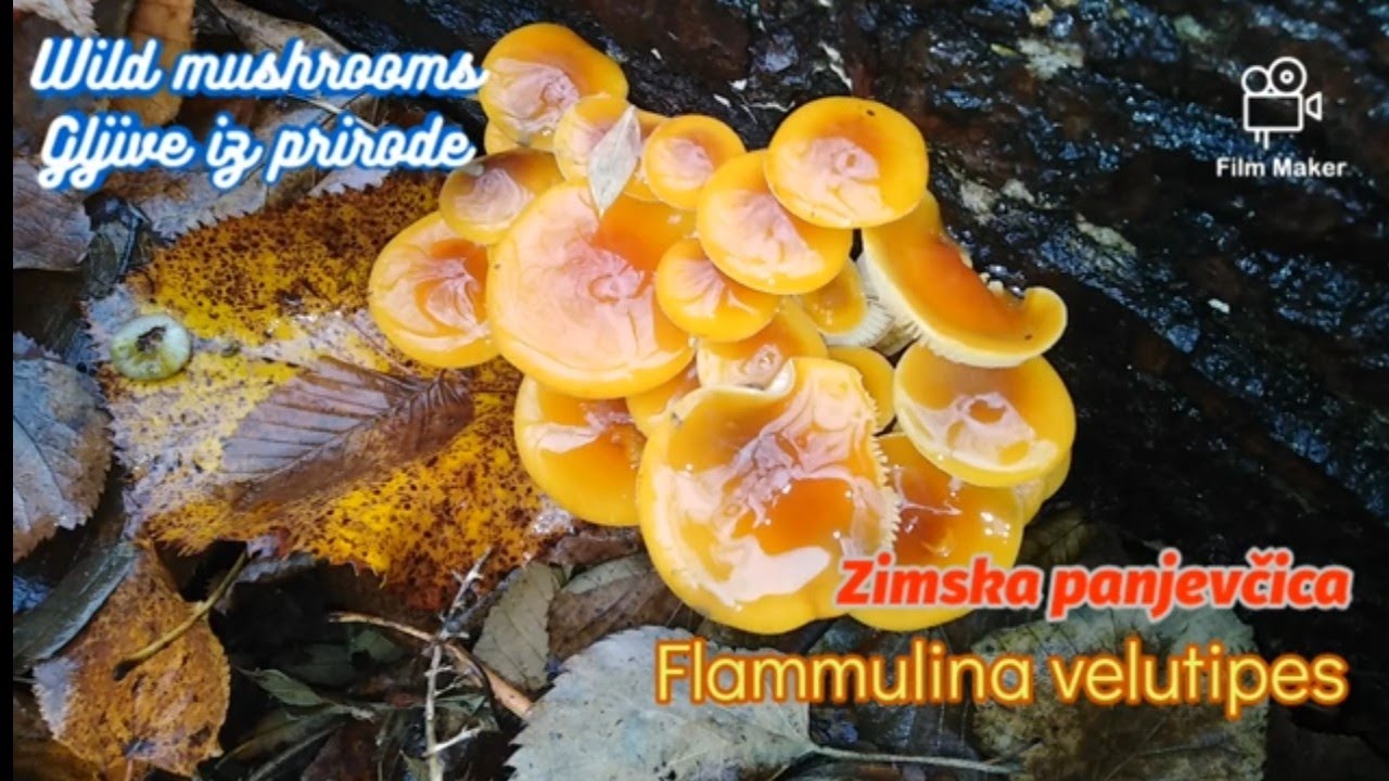Zimska panjevčica, Flammulina velutipes