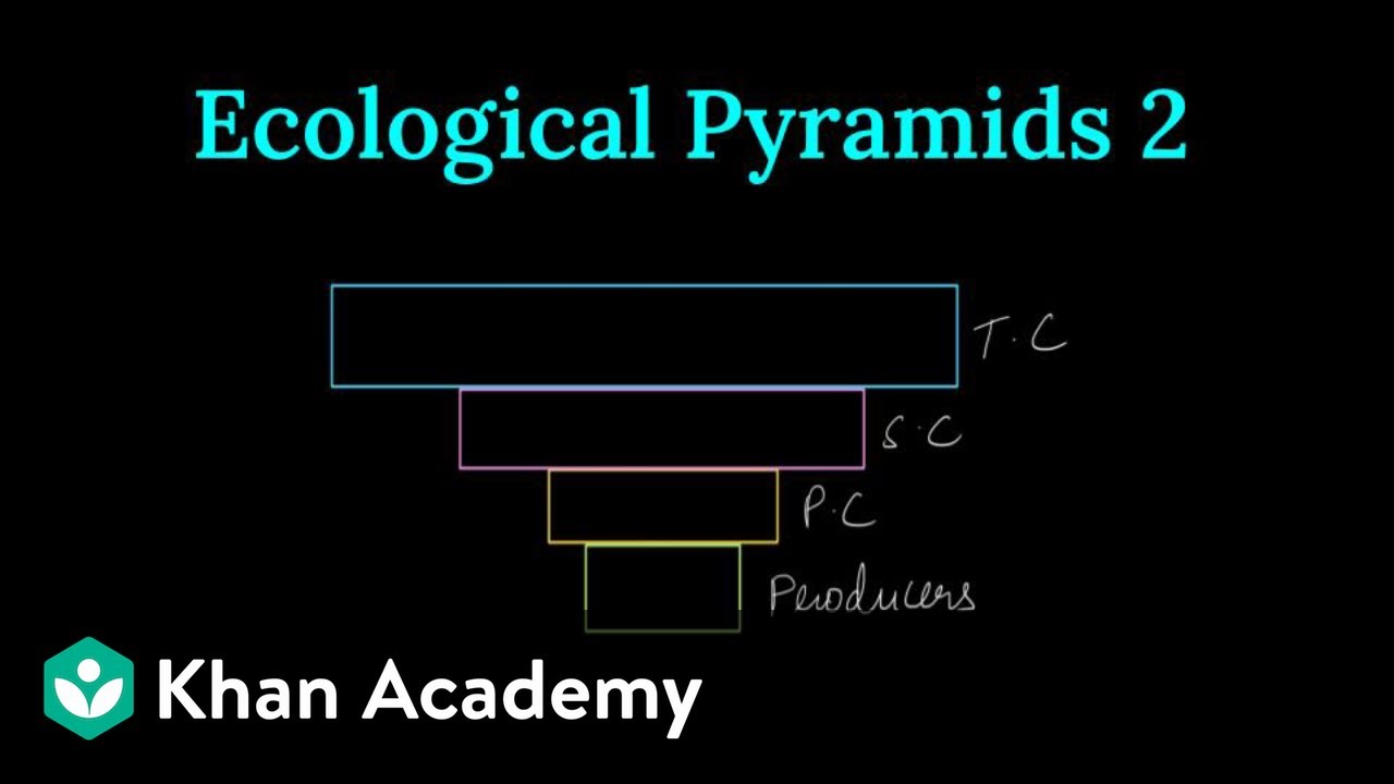 Ecological Pyramids 2 | Ecosystem | Class XII | Biology | Khan Academy