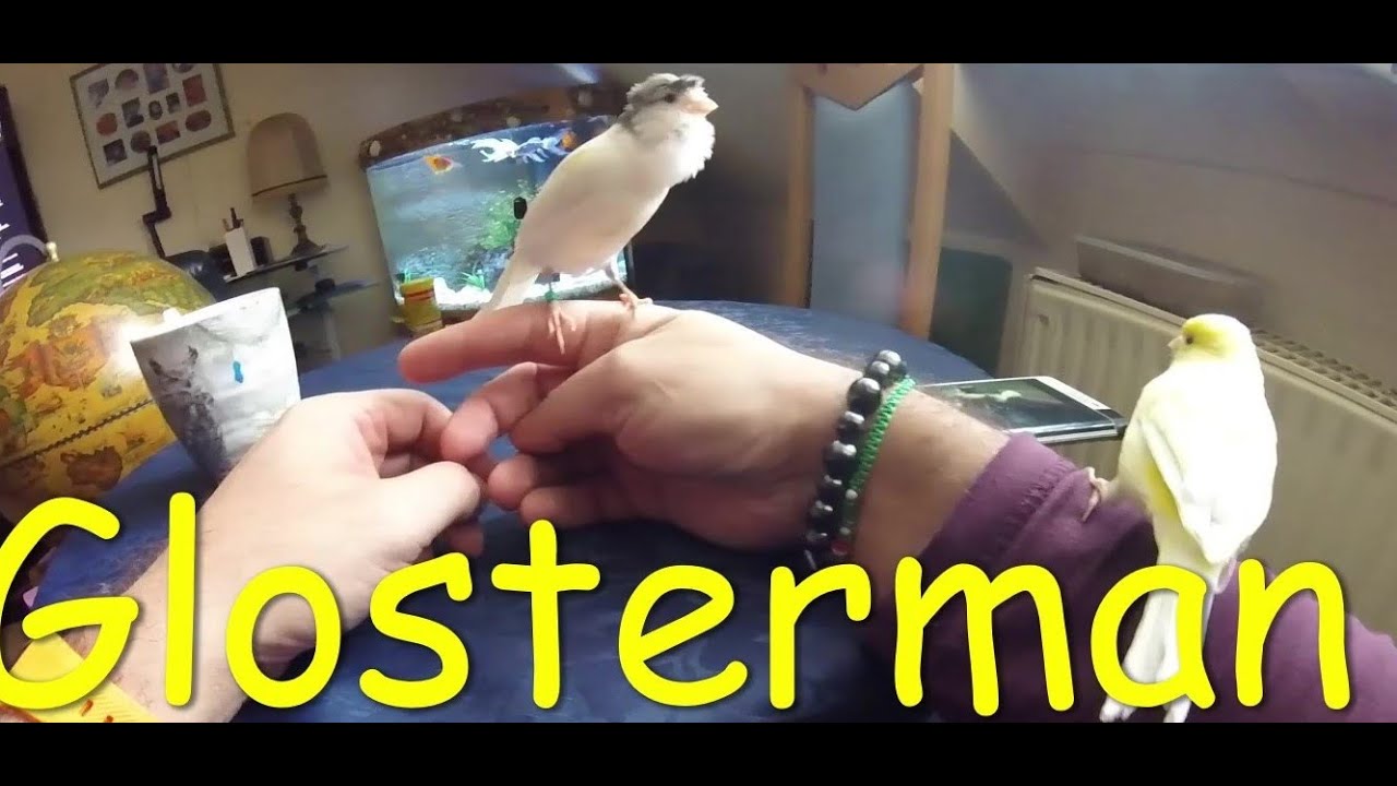KANARIEN??? Hahn??? Weibchen??? by GLOSTERMAN...