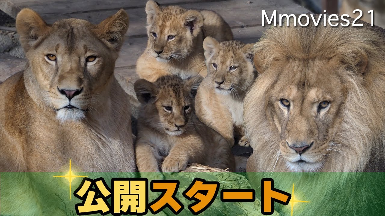 ライオン家族公開初日の個体識別オリトのいたずらにイオのお仕置き旭山動物園~Lion Family in Asahiyama zoo