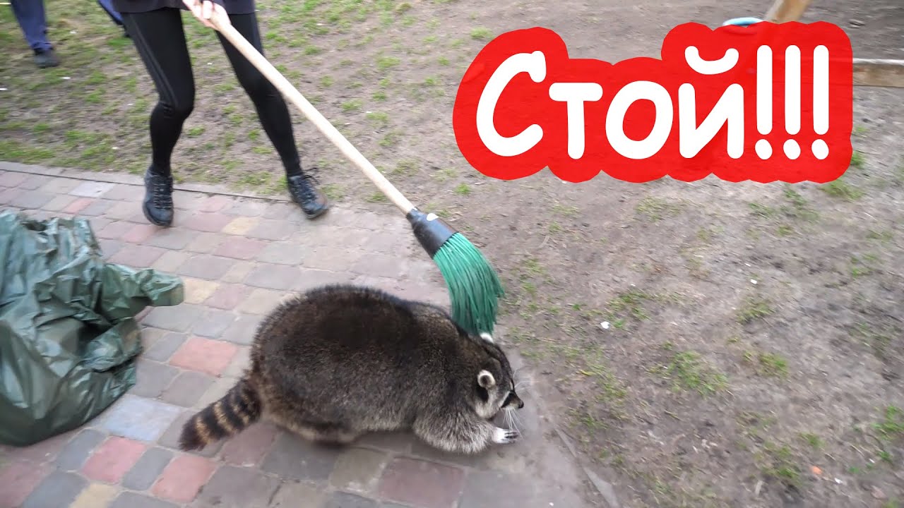 VLOG Лимон убежал, пока мы приводили в порядок его вольер