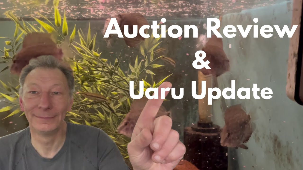 Auction Review & Uaru Update
