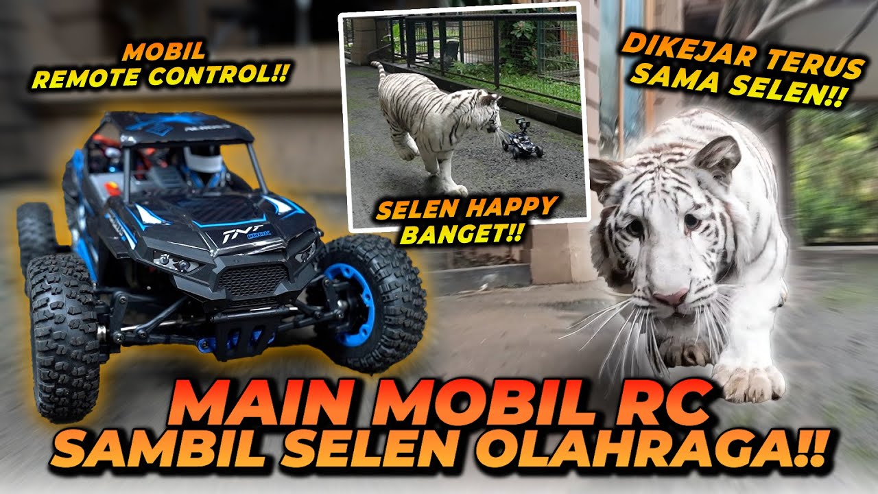 BEGINI REAKSI SELEN SI HARIMAU PUTIH KETIKA DIKASIH RC MOBIL !