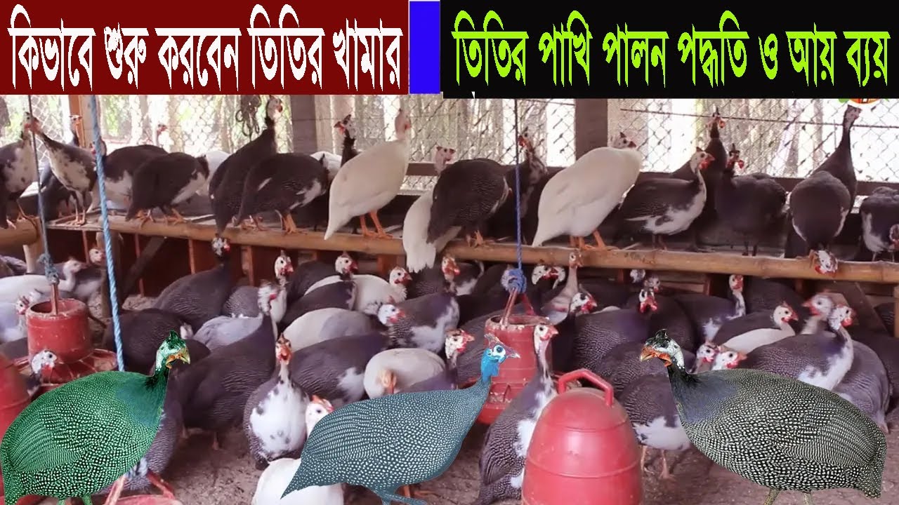 তিতির পাখি পালন পদ্ধতি ও আয় ব্যয় - কিভাবে করবেন তিতির পালন ব্যবসা - Guinea Fowl Farming Bangladesh