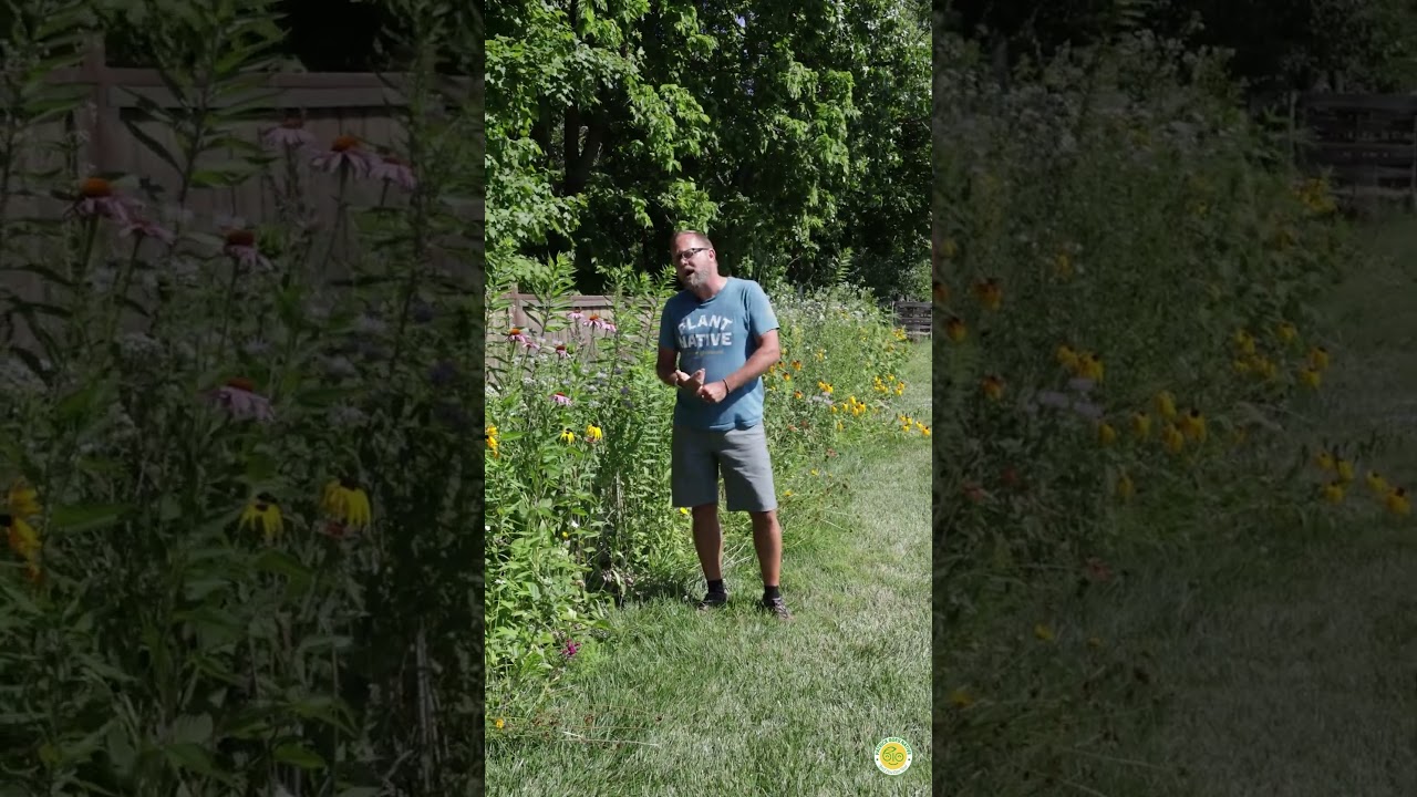 Native Plant Seed M vs. Wildflower Seed Mix #nativeflora