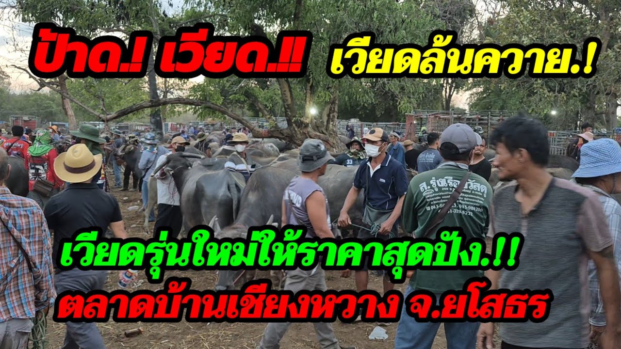 ราคาควายวันนี้ เปิดราคาควายล่าสุดวันนี้ สำรวจราคาควายตลาดนัด#เปิดราคาควายงาม#ซื้อขายควายงามน่าซื้อ