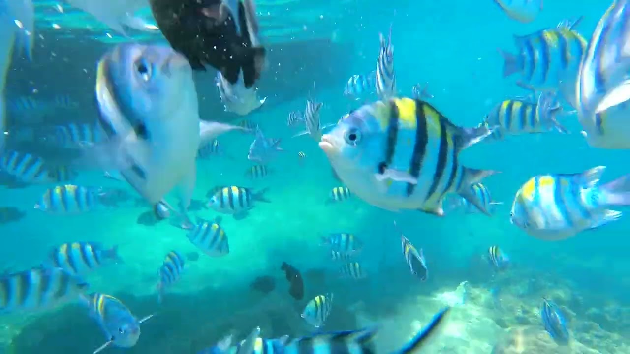 The Safari Blue, Zanzibar