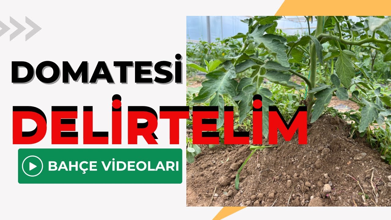 HADİ DOMATESLERİ DELİRTELİM / TALHA  UĞURLUEL