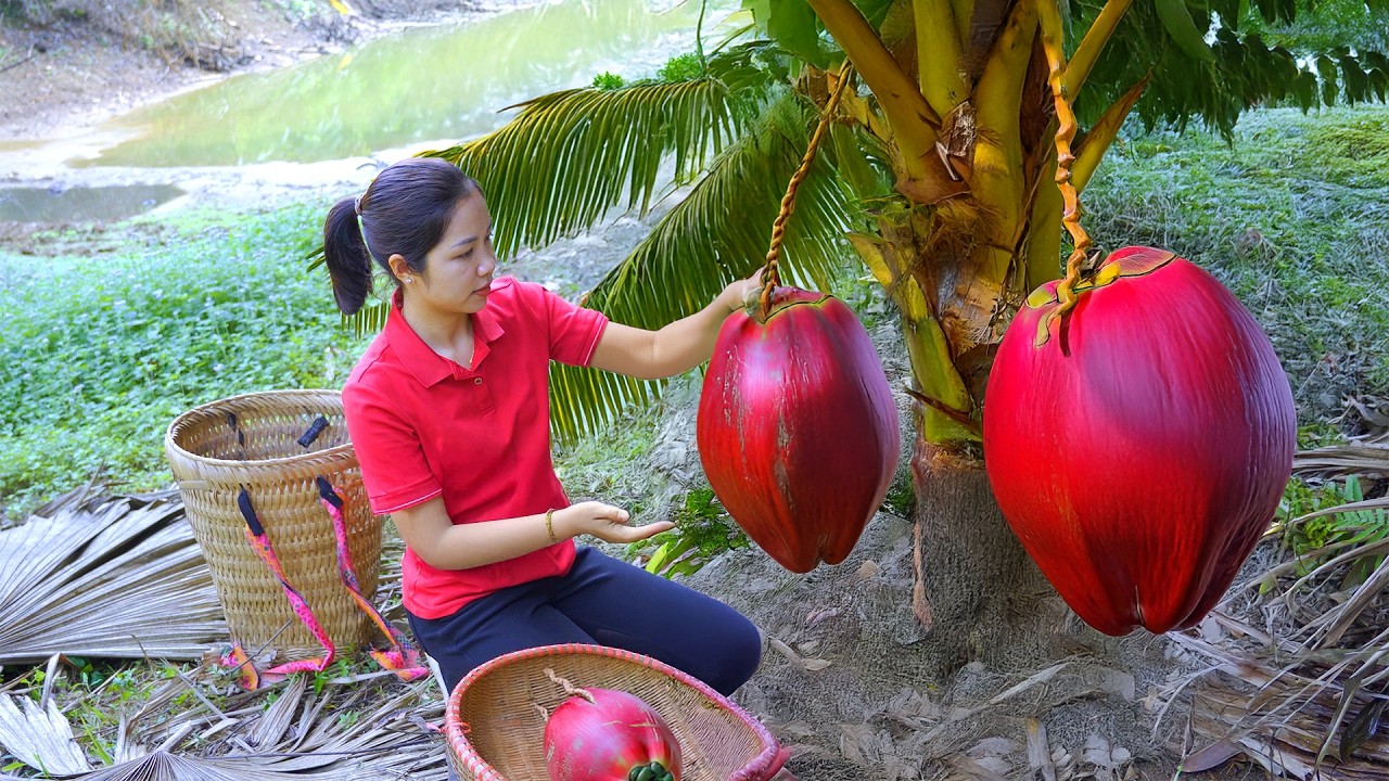 Harvesting 1000 + Blood Coconut in the rapid stream To Sell At Market |Tieu Ca - Free Bushcraft