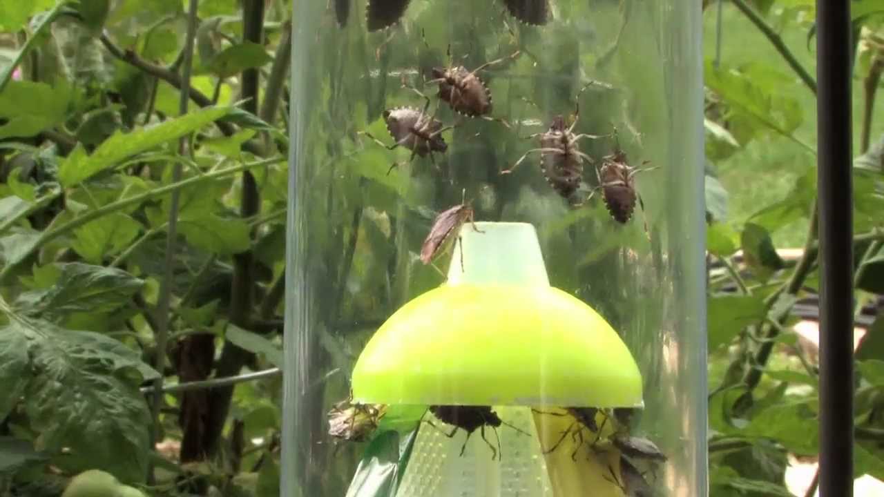1 Million Stink Bugs!!