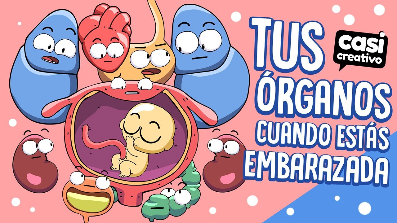Tus &oacute;rganos cuando est&aacute;s embarazada | Casi Creativo