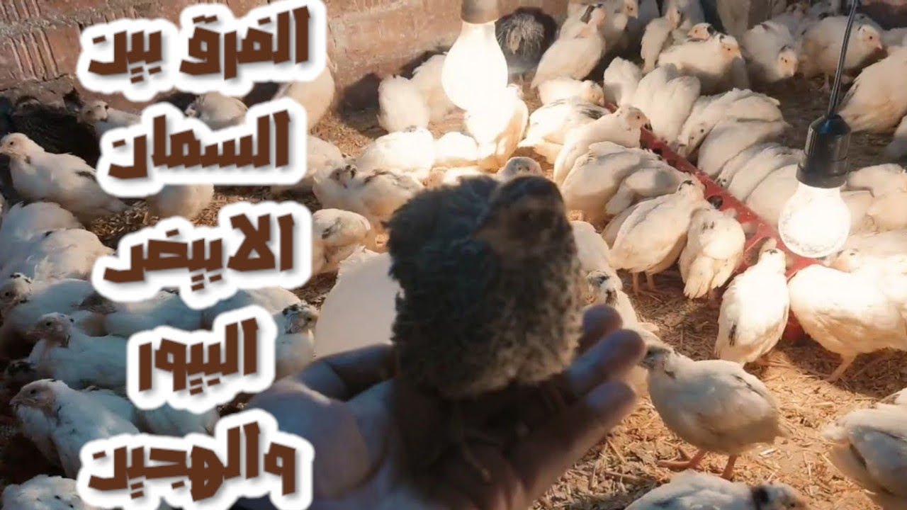 الفرق بين السمان الابيض البيور والسمان الهجين