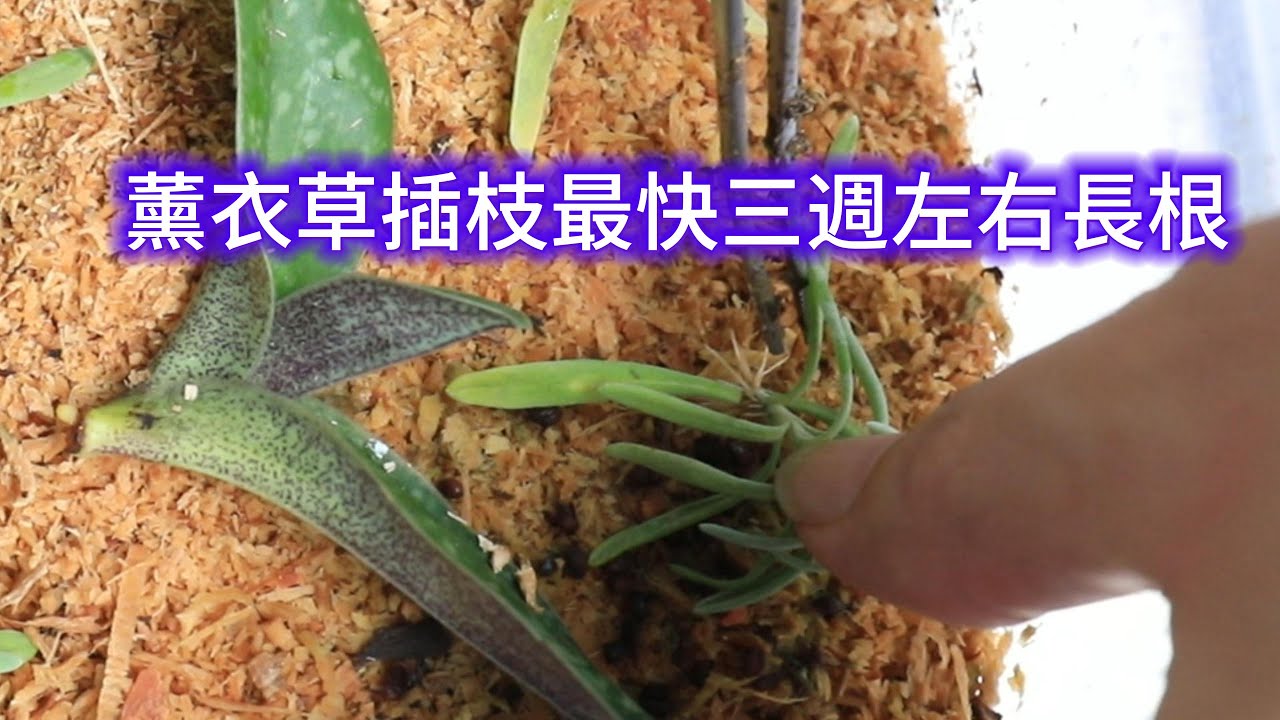 薰衣草插枝最快三週左右長根【2023/10/01】