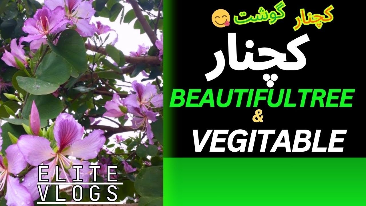 کچنار خوبصورت پھول مزیدار سبزی  || کچنار کا خوبصورت درخت by Elite Vlogs