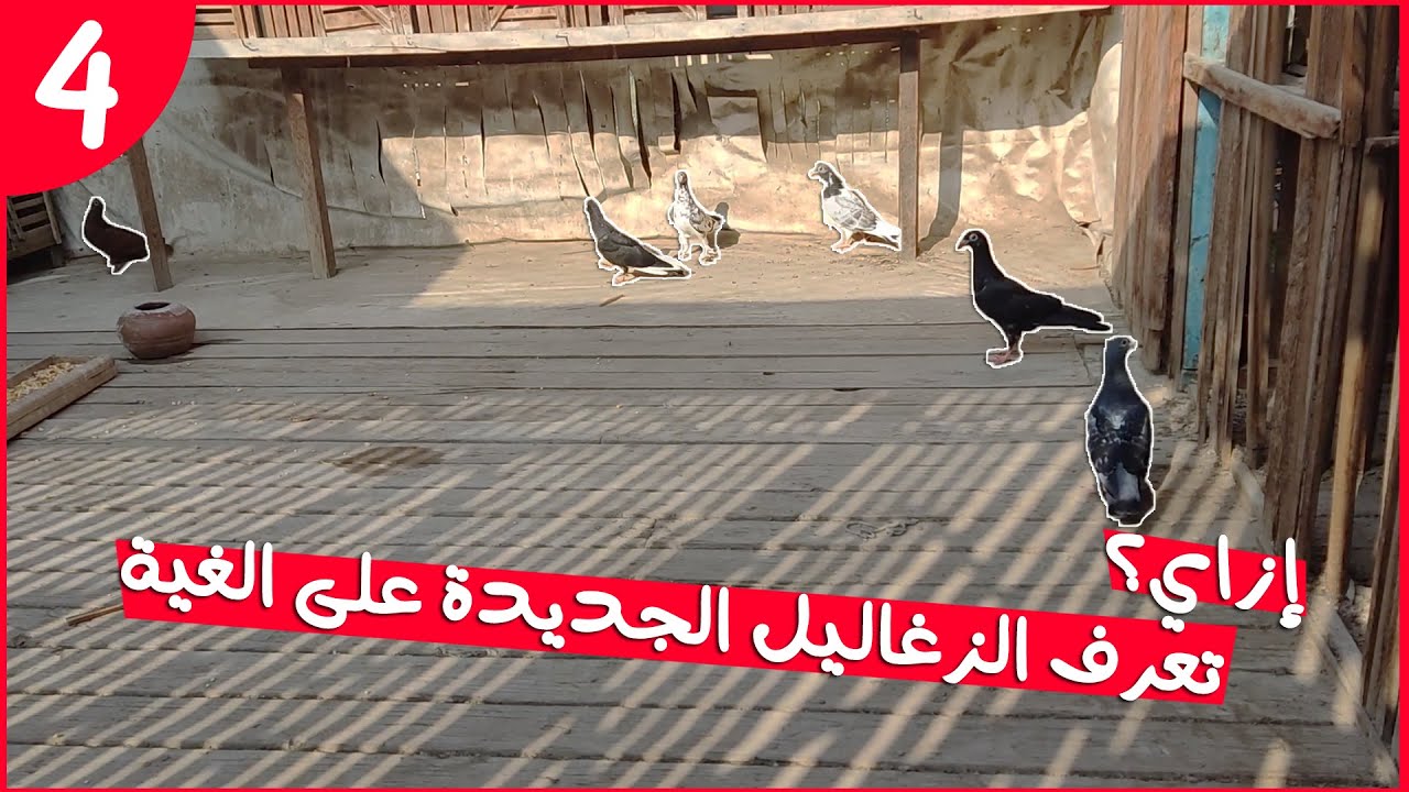 يوميات 🕊غاوي حمام🕊 الحلقة 4 | ازاي تعرف زغاليل الحمام الجديدة على الغية 😃💪
