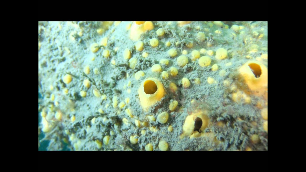 Dorset Sealife: Ferry Bridge Underwater 15.02.2012 (Winter Life)