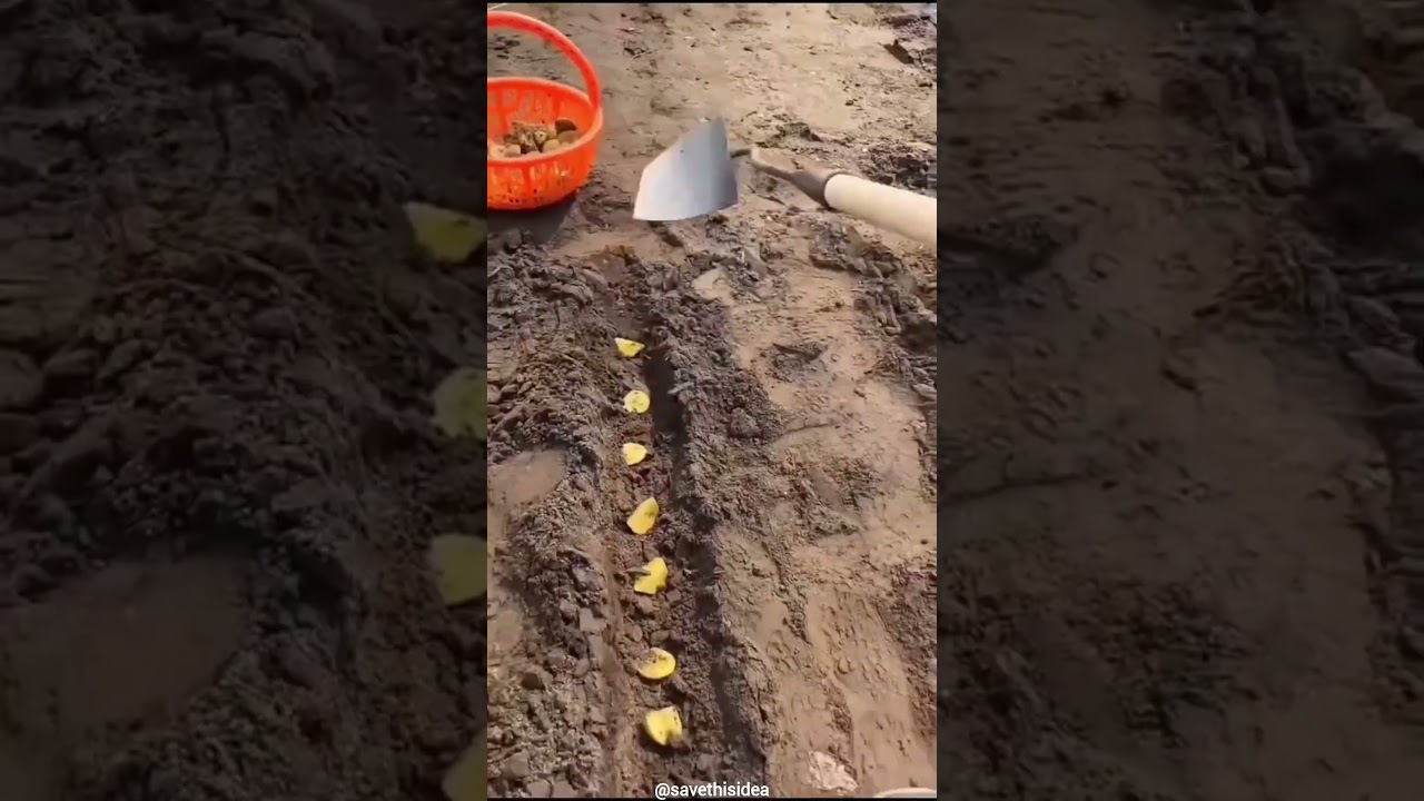 A simple trenching tool trick that makes covering planting rows faster and easy. 🌱