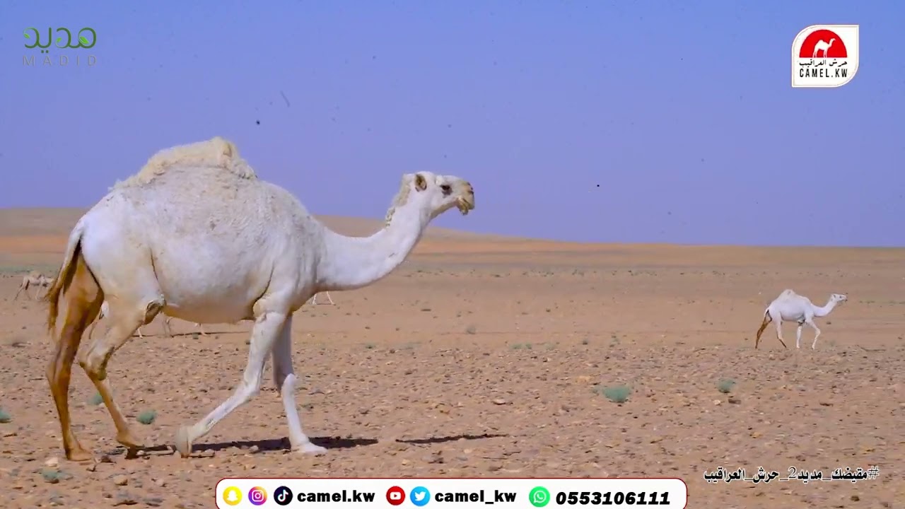 🔥تقرير / ماجد منسي العنزي  اللي يقولون الشمال مايطير الشمال يبي ......!!🤔😱#مقيضك_مديد2_حرش_العراقيب