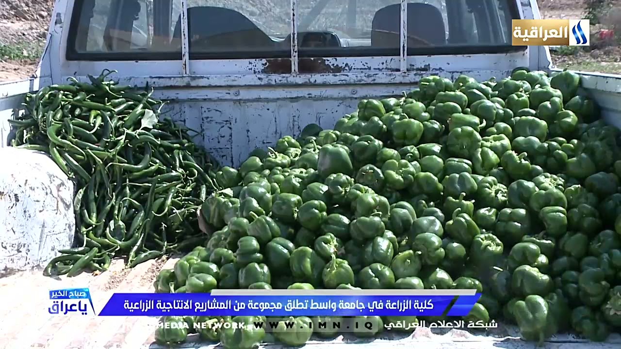 كلية الزراعة في جامعة واسط تطلق مجموعة من المشاريع الانتاجية الزراعية/  ابتسام الصافي.