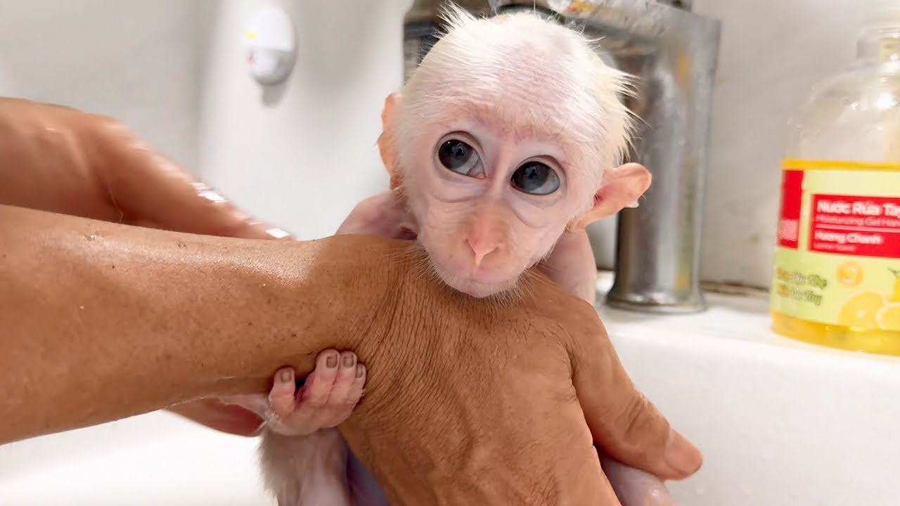 Dad Bathes Baba After Bamboo Cutting – His Adorable Reactions Melt Everyone’s Heart