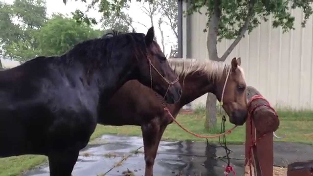 Why Give A Horse A Bath In A Rain Storm? Removing Salt & Sweat Helps the Horse