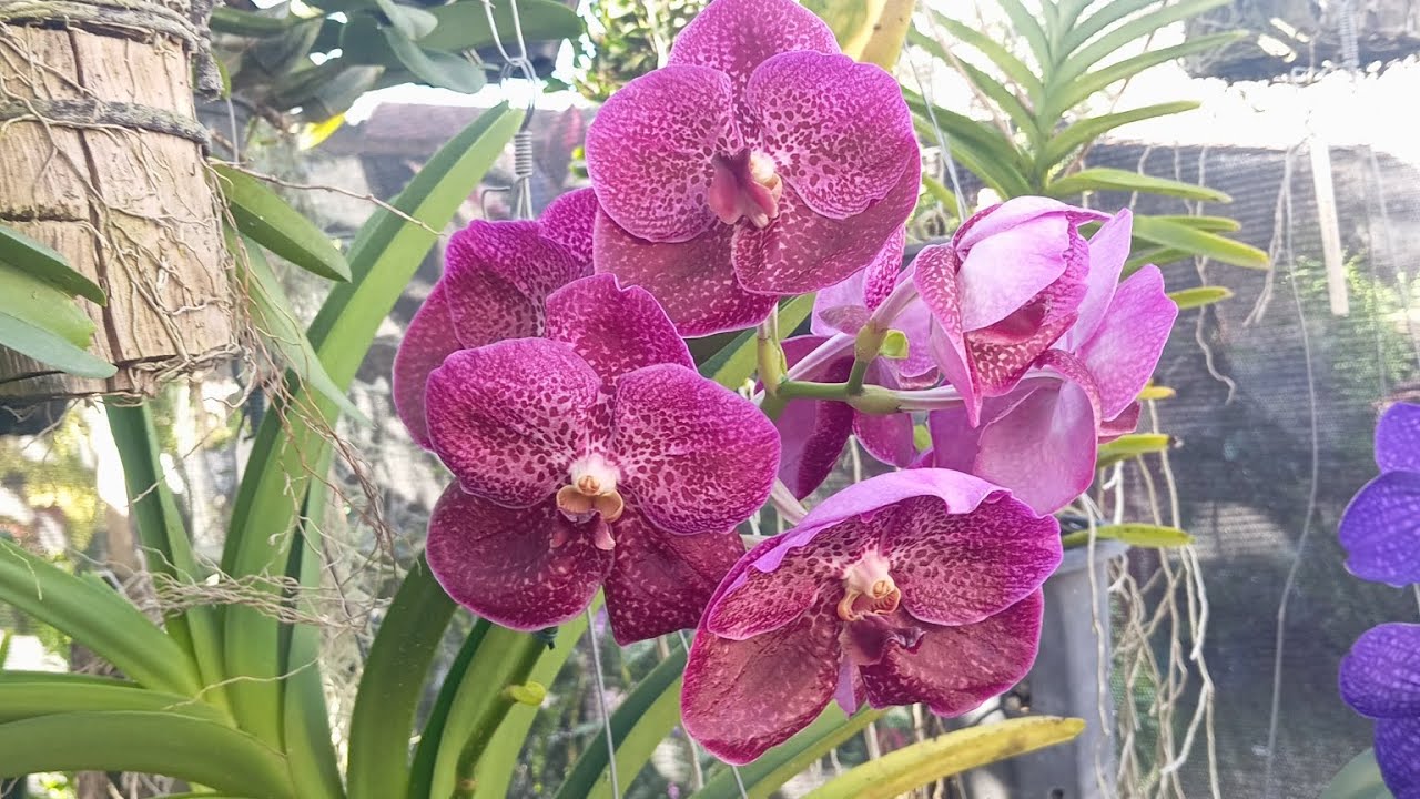 CULTIVO DA ORQUÍDEA VANDA #orchid #plantas #cultivodeorquideas
