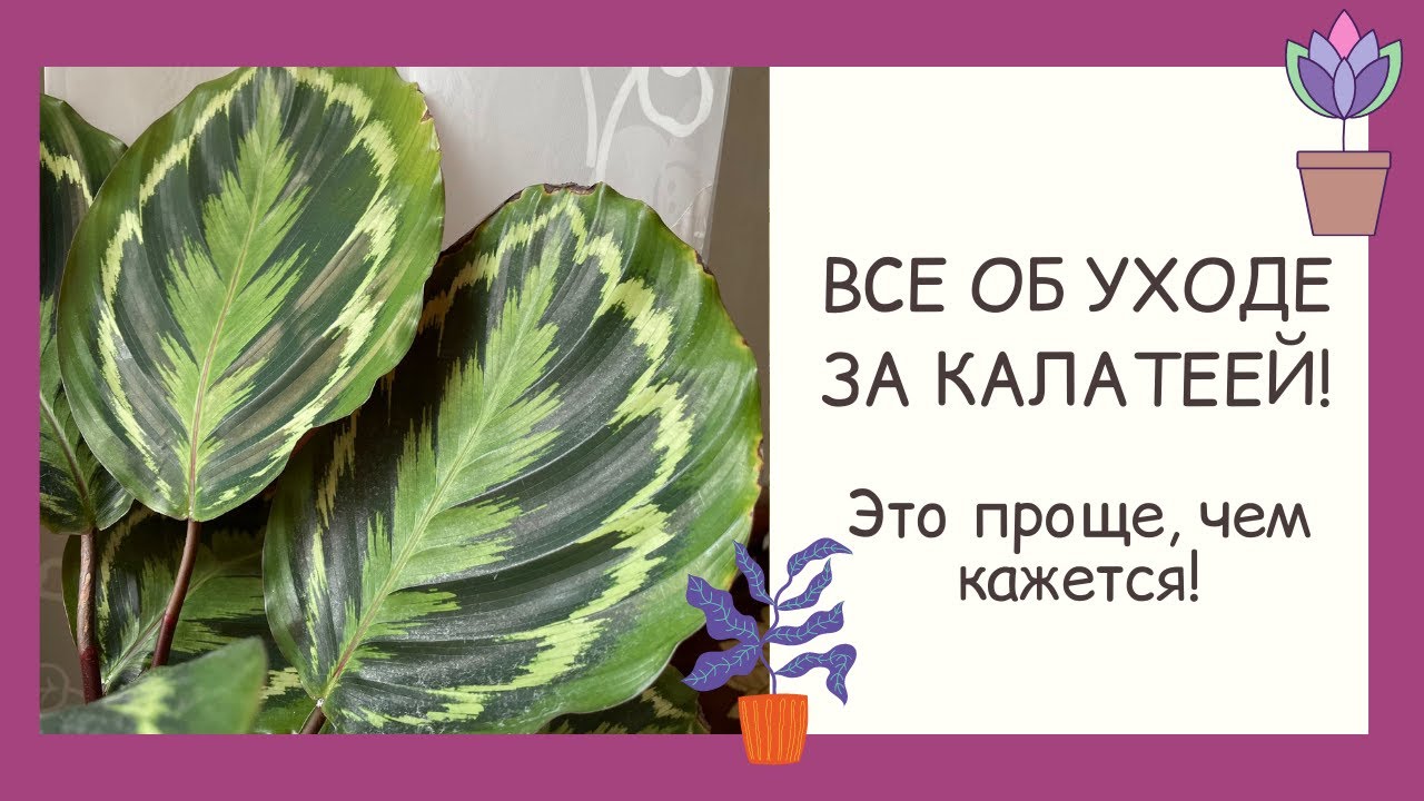 НЕВЕРОЯТНО КРАСИВЫЙ КОМНАТНЫЙ ЦВЕТОК - КАЛАТЕЯ! ВЫРАЩИВАЕМ ЗДОРОВОЕ РАСТЕНИЕ!