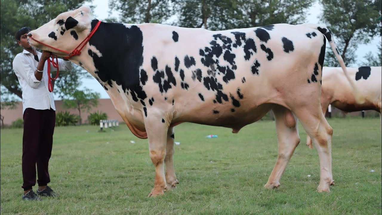 #LDF#HF#Prince# ਲਕਸ਼ਮੀ ਡੇਅਰੀ ਫਾਰਮ ਦਾ HF ਪ੍ਰਿੰਸ Bull