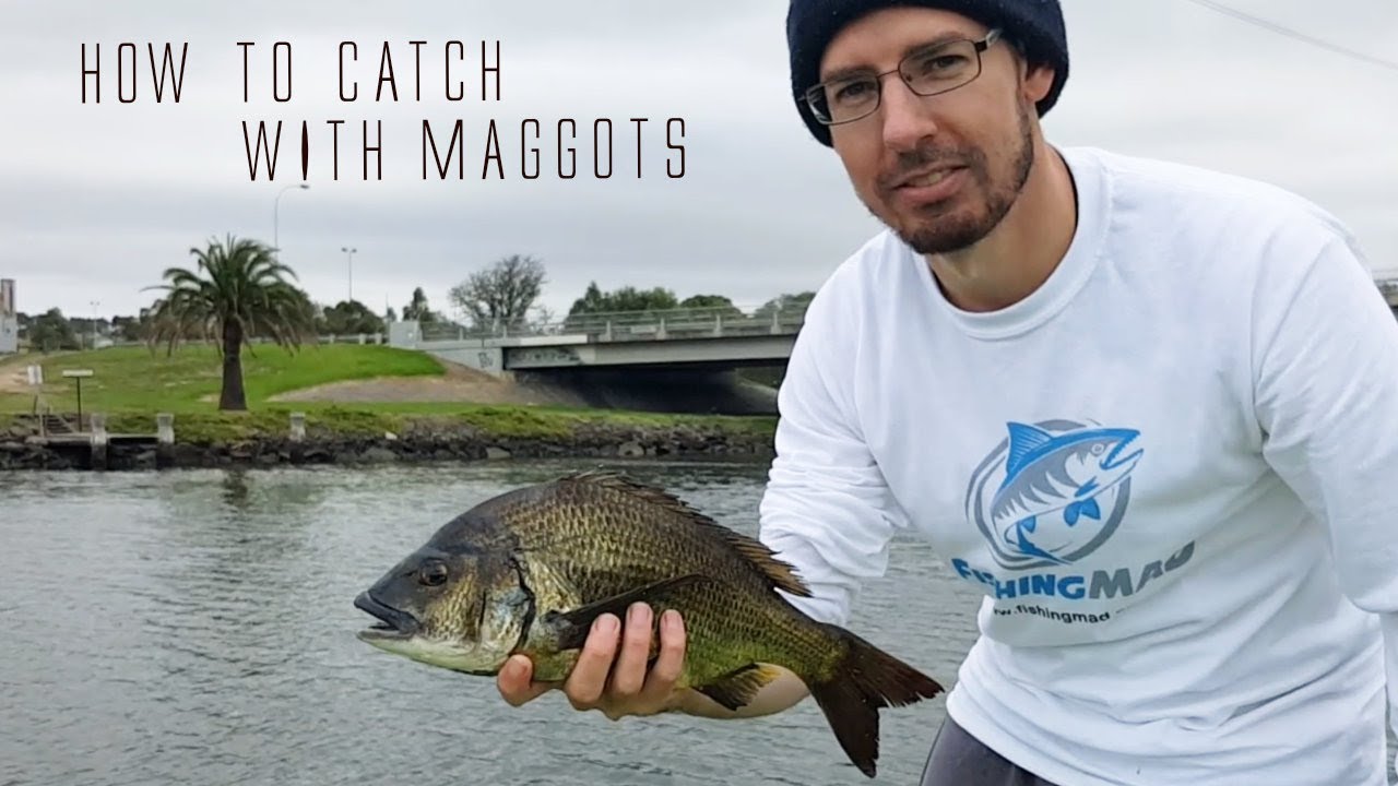 Using MAGGOTS and a Berley Cage Feeder to CATCH FISH