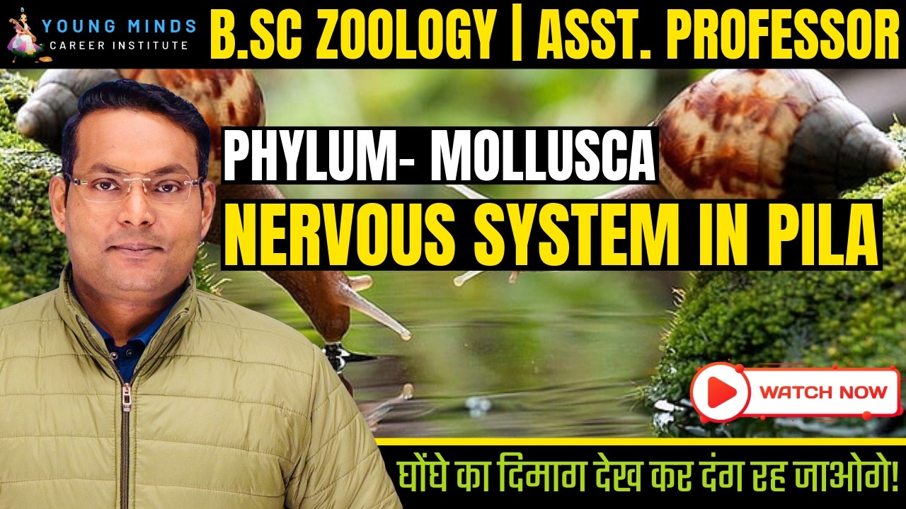 Nervous System of Pila | B.Sc Zoology