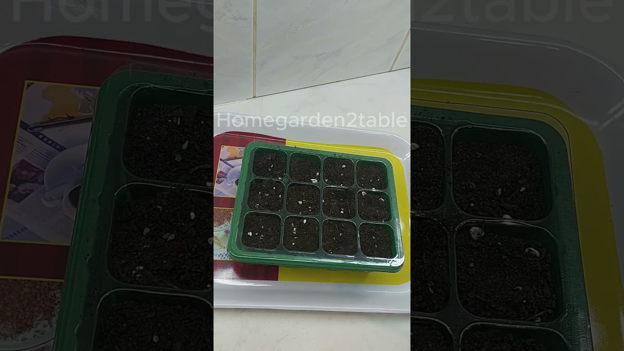 Dwarf cherry pot tomato sowing
