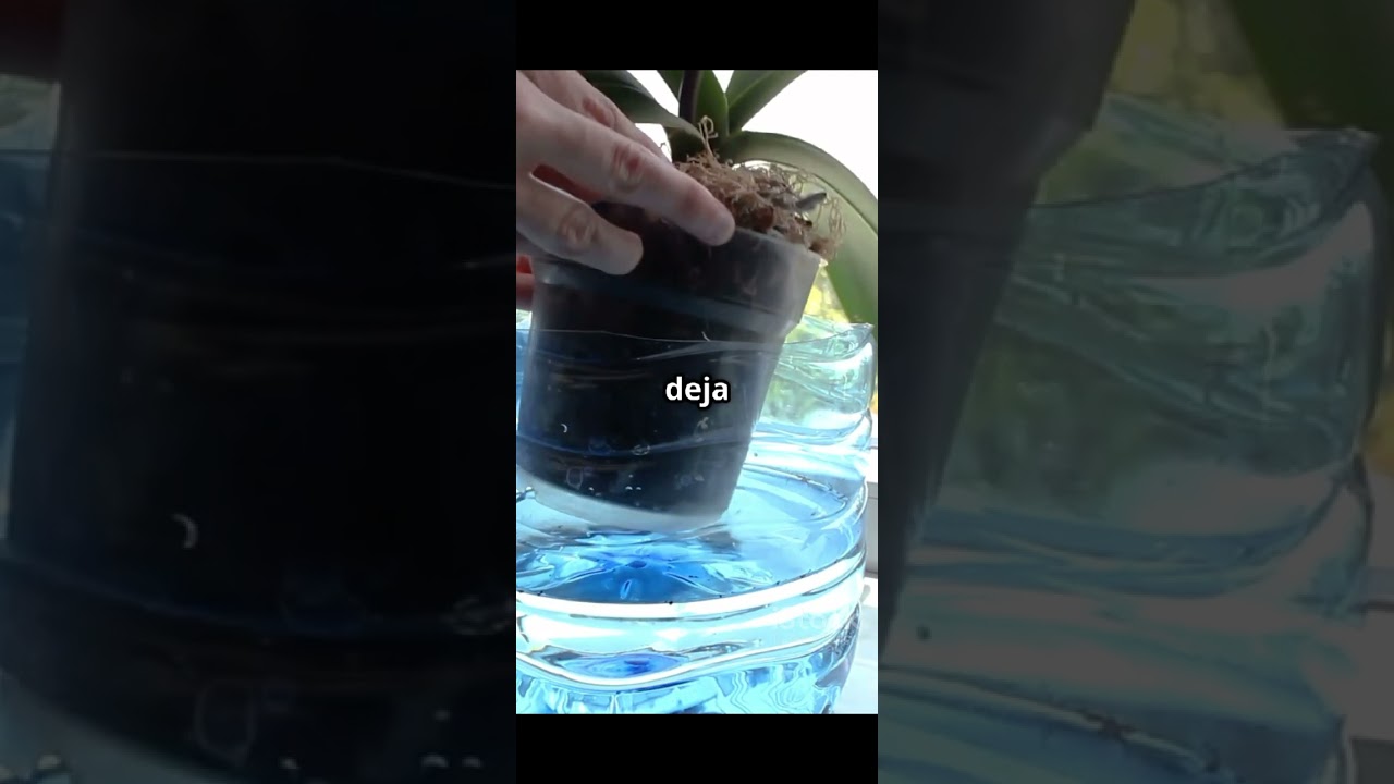 C&oacute;mo Revivir una Planta Seca en Segundos 🌱💦