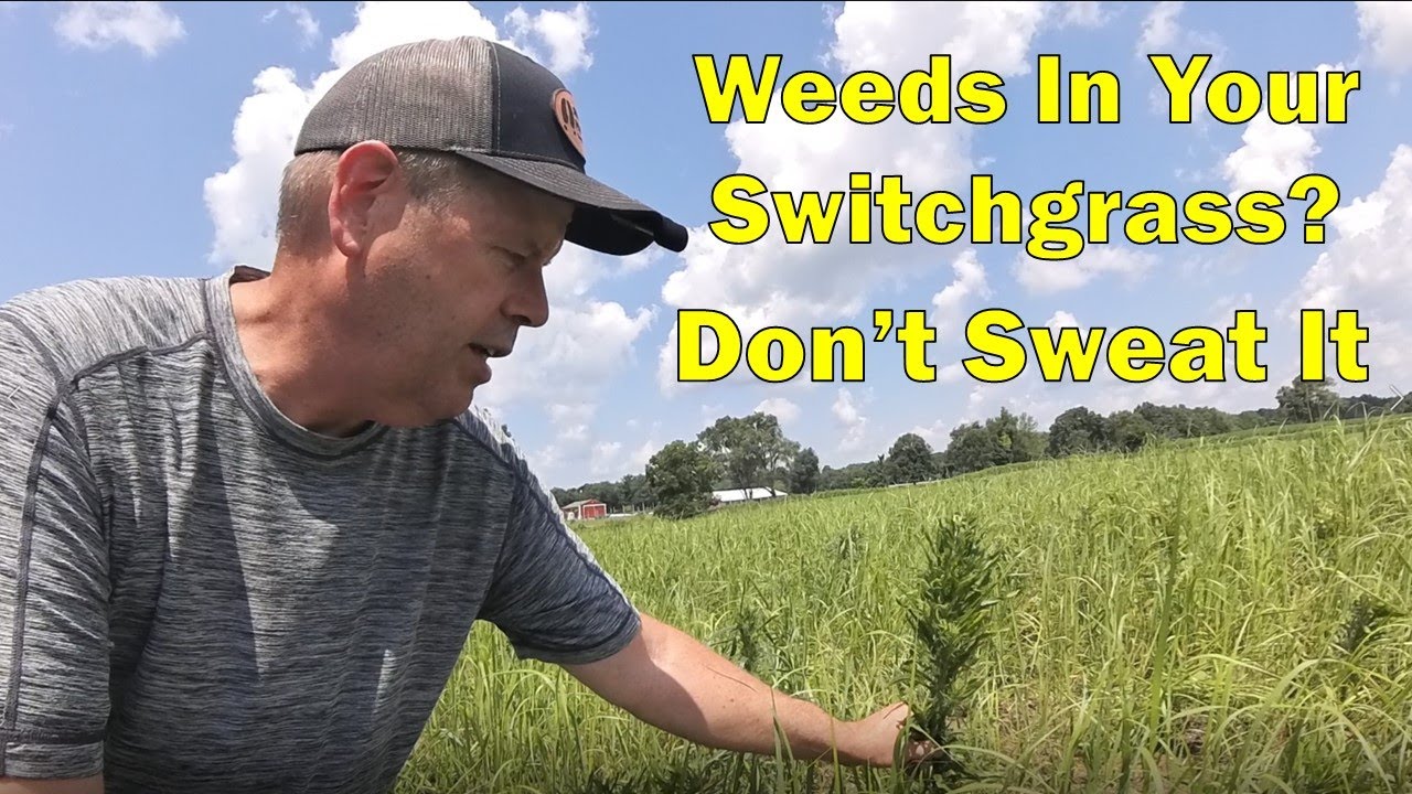 What Weed Killer Is Safe To Spray On Switchgrass - RC Big Rock