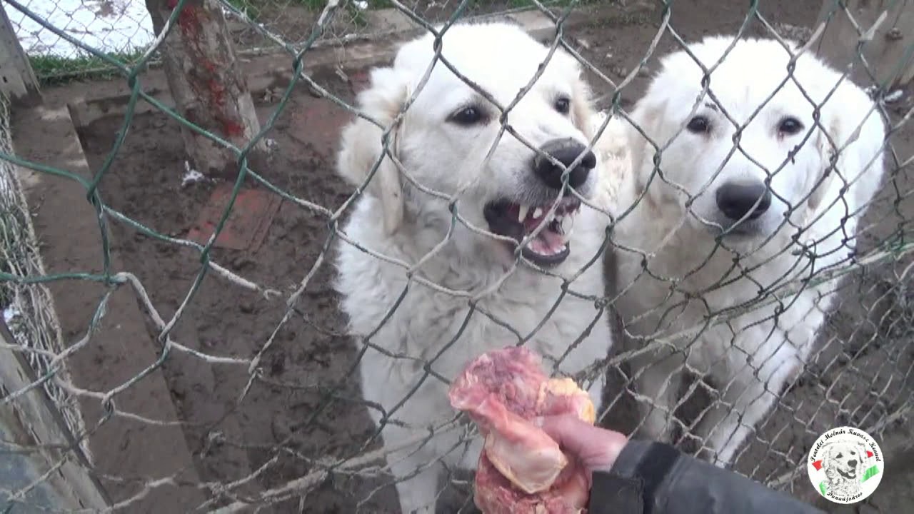 Etetés ahogyan én csinálom  2017 12 04   Molnár István Dunaújváros