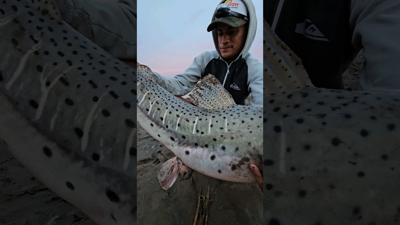 surubi gigante de costa,se vienen 2 videos impresionantes #pesca #fishing #pescaria