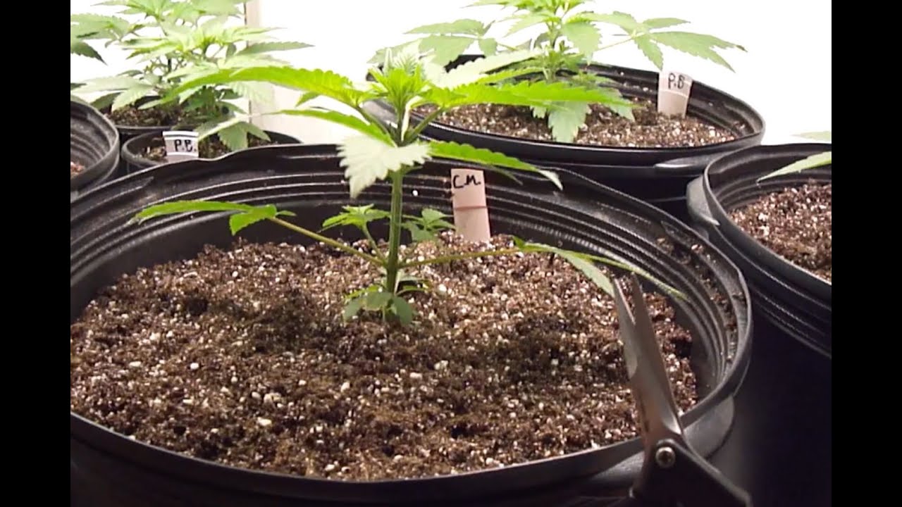 Topping Ze Critical Mass